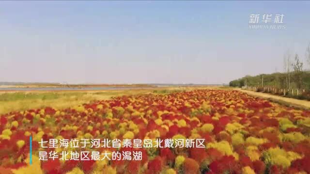 华北地区最大潟湖生态得到持续改善