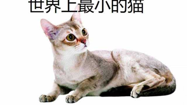 世界上最小的猫咪品种——新加坡猫,小巧可爱