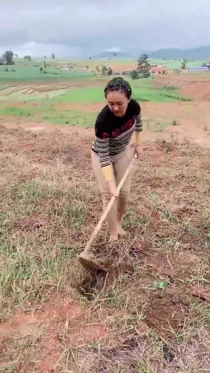 缅甸村里的女人下地干活就成了这样你还敢娶吗