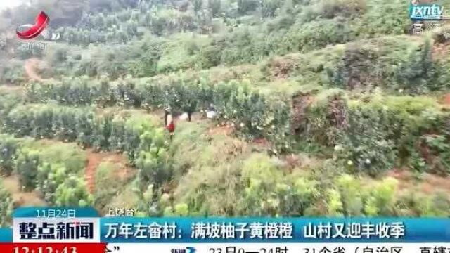 万年左畲村:满坡柚子黄橙橙 山村又迎丰收季