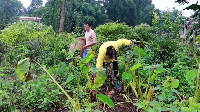 芋头烧鸡这样才香,红烧20分钟软糯鲜香,真是一道下饭菜