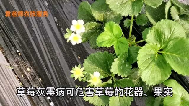 防治草莓灰霉病,记住一点就能轻松根治