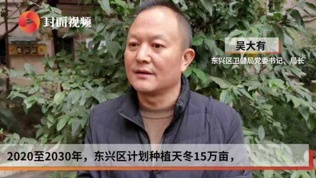 规划种植15万亩天冬 四川内江东兴区三产融合布局中医药产业