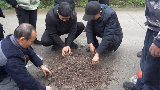 山区有野生羊肚菌,可以人工种植吗?给村民分点菌种试种一下