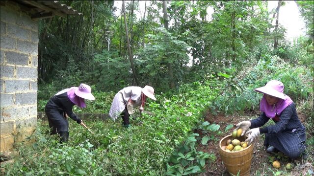 傻吗?农民精神,跟妈妈割2个多小时的草,就为了摘一篮子果