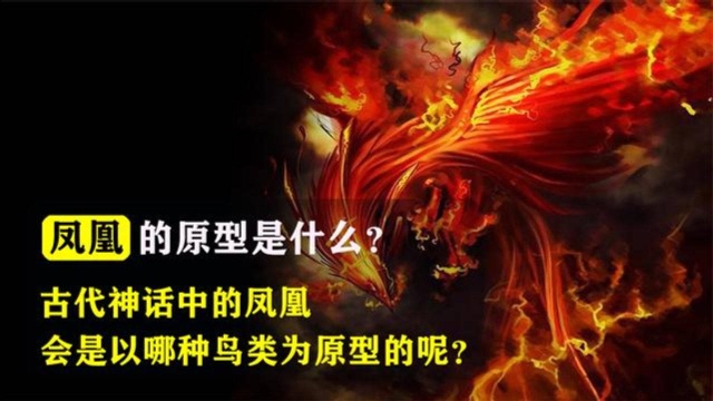 民间传说中的凤凰,是以什么动物为原型的?其中大有玄机