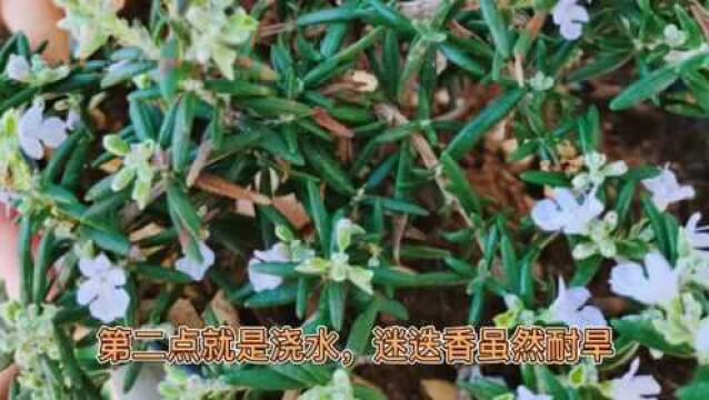 家庭养护迷迭香不开花?只需4招,开花不难,香气怡人提神醒脑