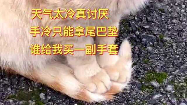 宠物搞笑配音:猫咪出口成诗,这三首诗哪首最好?