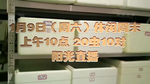 蟋蟀游戏2021年第一周斗虫竞猜预告