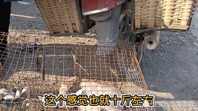 肉价上涨,猪崽也涨价!得劲姐带你看山东农村最新猪崽价格