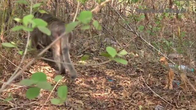 外婆猴抱在马丁想去一个清净的地方,害怕摄影师抱着马丁到处乱跑