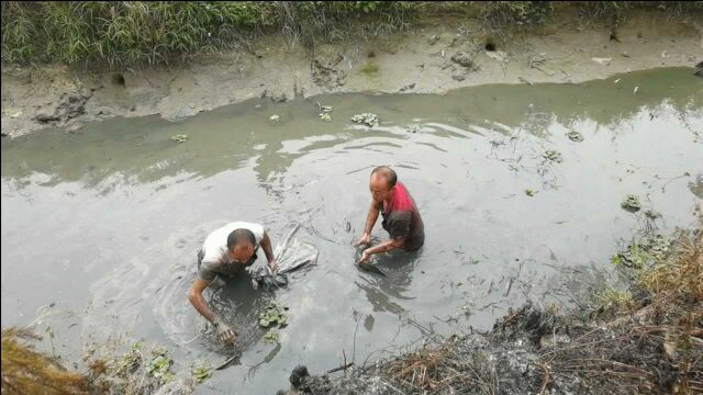 两个大叔在农村的小河沟,抓到超大的柴鱼,一条都有两三斤重