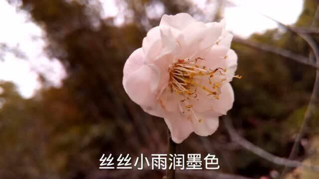 寒风忙,拂过梅枝花绽放,醉卧花香将酒藏,指拈花,求得一世满芬芳.