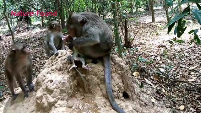 实拍小猴子出生