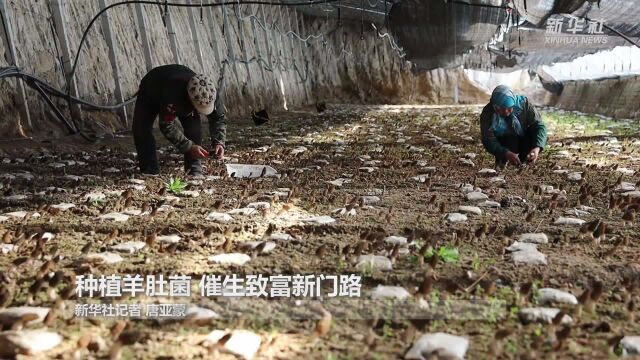 种植羊肚菌 催生致富新门路