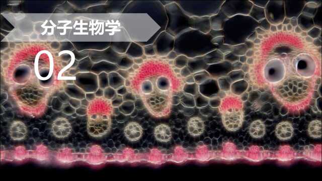 2.4 DNA聚合酶的检测方法——引物延伸法