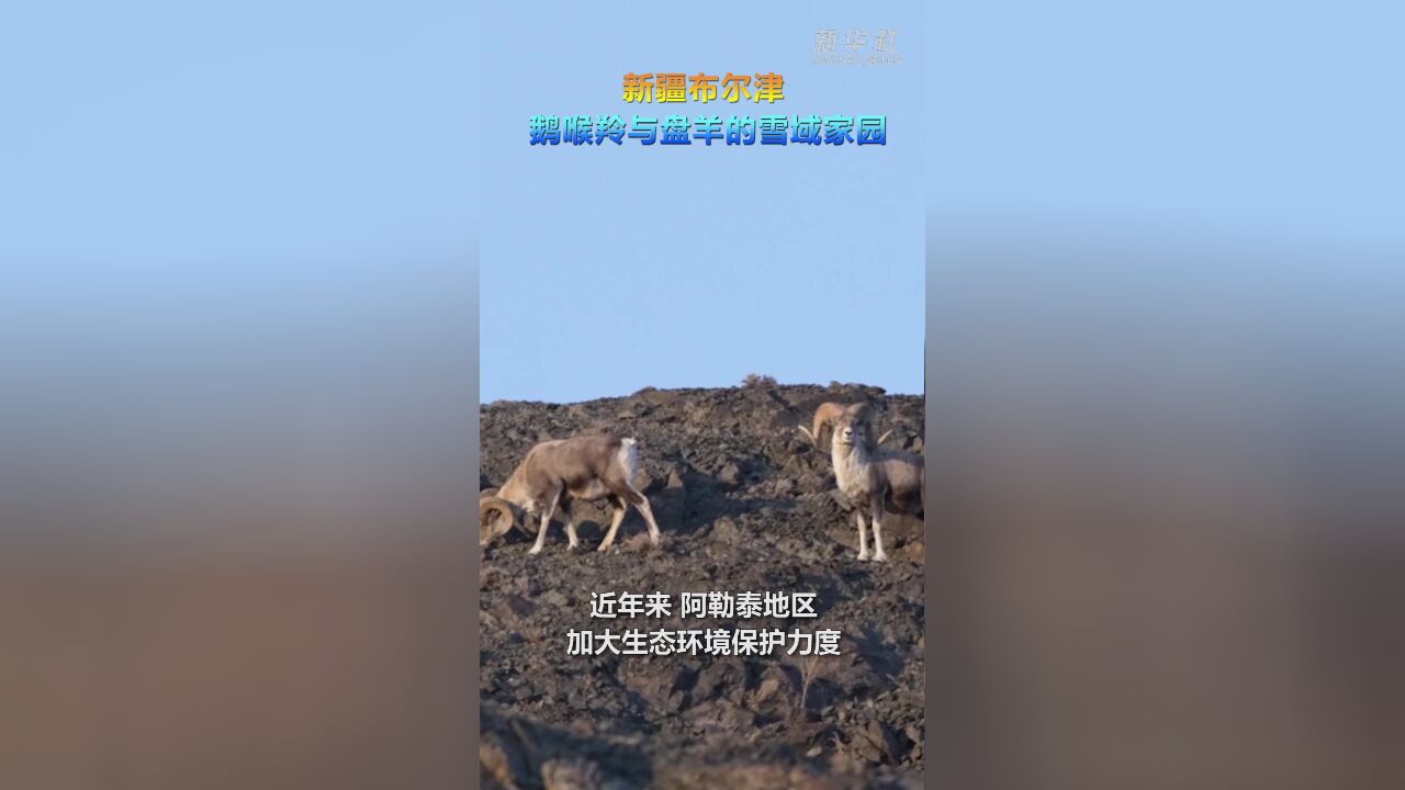 新疆布尔津:鹅喉羚与盘羊的雪域家园