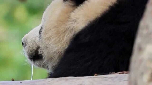 贴到熊猫脸上看它做梦流口水,梦到食物的样子——熊猫系列(29)