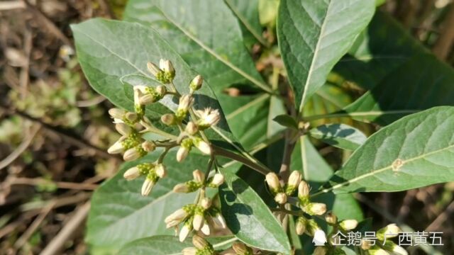 这种开花植物叫扁桃斑鸠菊,一种中草药,来认识一下吧