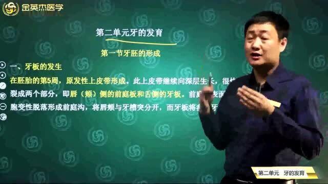 口腔医学综合01口腔组织病理学02元牙的发育01牙胚的形成