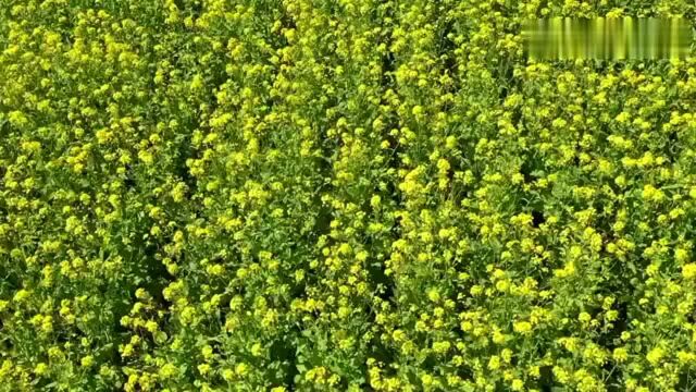 视频|邵阳武冈油菜花开春意浓