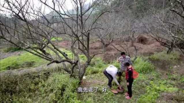 老广的味道 :客家油茶,制作简单,没有固定搭配!