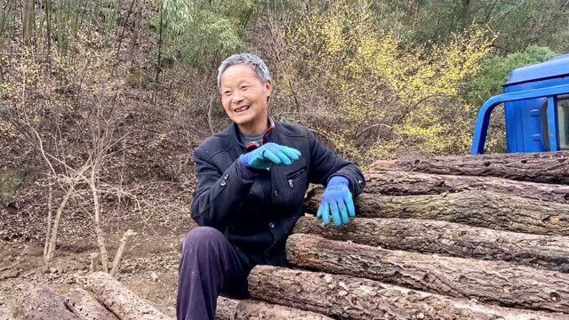 山村大叔学了门新本事,野生猕猴桃嫁接,发上朋友圈很快卖完