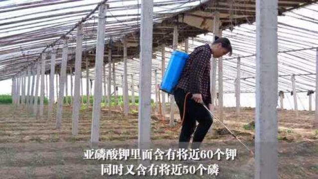 这种肥料火了!听说既能当肥又是杀菌剂?你敢用吗