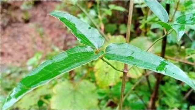 山坡上可遇不可求的珍贵植物,有人称它为“仙草”,作用非常强大