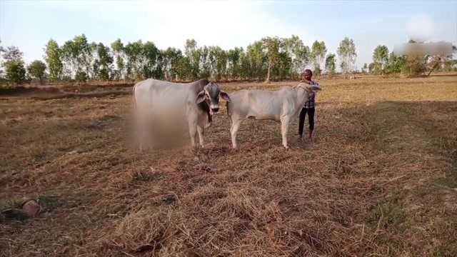 这两头白牛的品相真不错,干净壮硕,看着真是般配