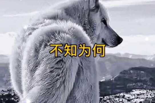 民间故事狼王报恩(完整版)