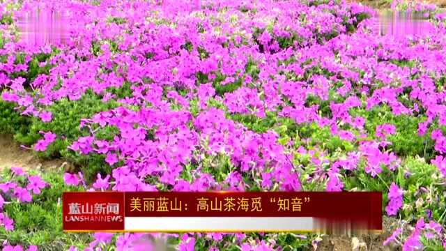 视频丨美丽蓝山:高山茶海觅“知音”