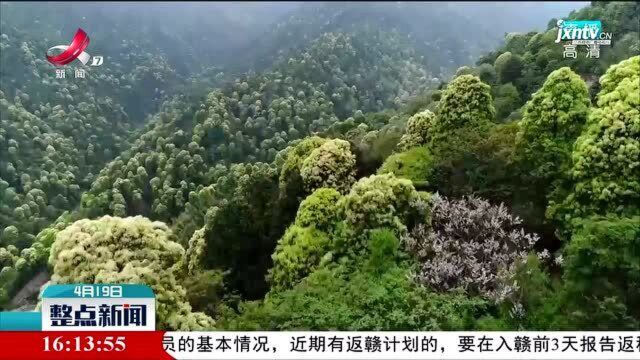 吉安:江西南风面国家级自然保护区“最美峡谷”迎来盛花期