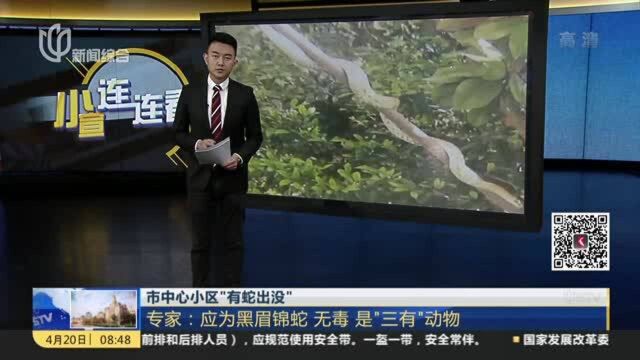 市中心小区“有蛇出没”:专家——应为黑眉锦蛇 无毒 是“三有”动物