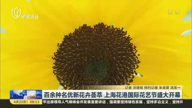 百余种名优新花卉荟萃 上海花港国际花艺节盛大开幕