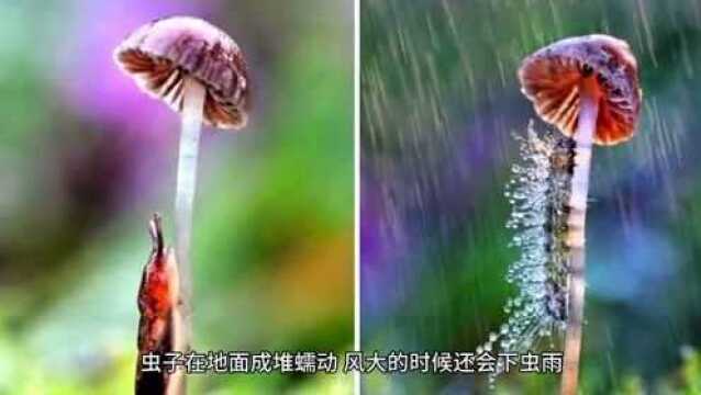 广州一小区下起“毛毛虫雨”,真“毛”骨悚然