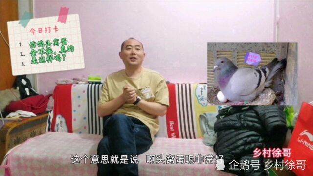 信鸽头窝蛋“金不换”真的是这样吗?徐哥的说法恰恰持反对意见