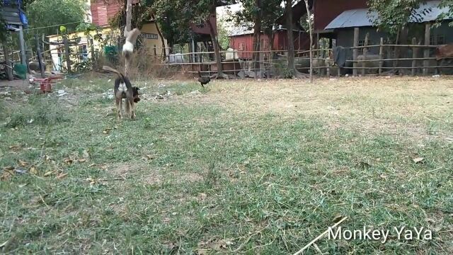 猴子甜丫丫坐在狗狗身上,狗狗发火了,看猴子的表情就知道虐惨了