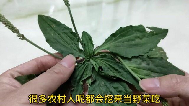 蒲公英,原来好处这么多,到底有啥珍贵?这条视频告诉你