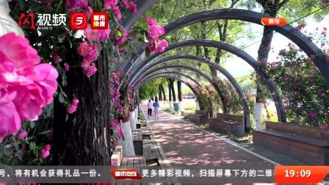 惊艳五月!长安区八公里“鲜花大道”魅力绽放