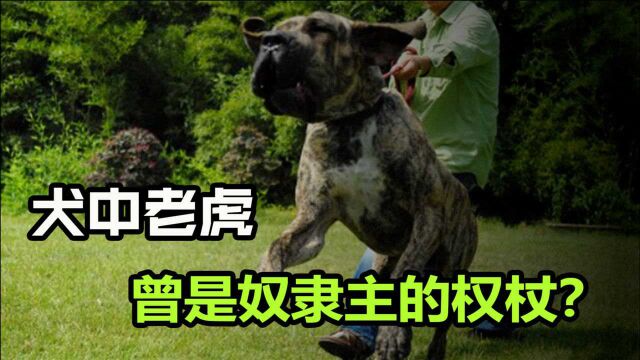 犬中老虎,曾以猎豹为食,被用来抓捕奴隶,现如今被多国禁养!