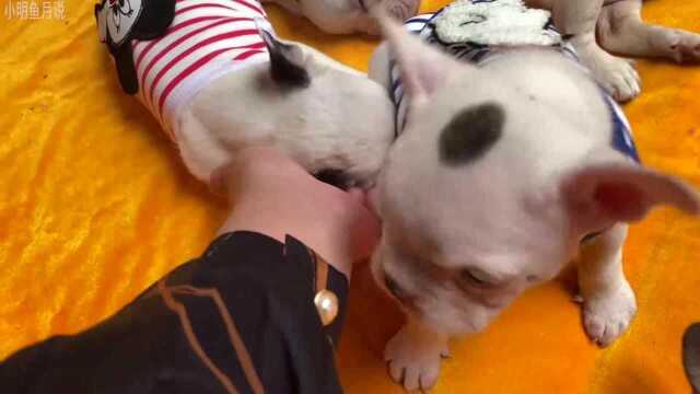 斗法国斗牛犬泛滥成灾,不过今年价格依然坚挺,一起来看看吧