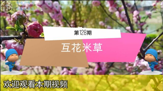 【小科普】第128期 互花米草,小伙伴们可能不太熟悉