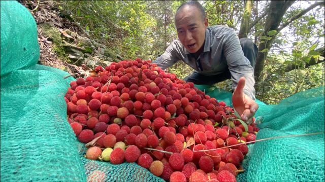 大山深处摘杨梅,一群老乡摘得真过瘾,20分钟把整棵杨梅摘完