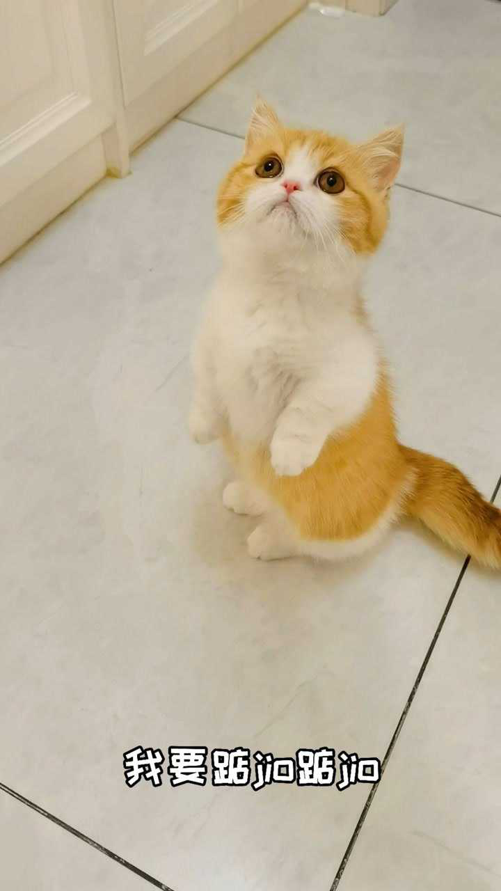 有些土拨猫站着站着就长大了