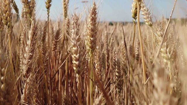 金色麦浪下的丰收节|青岛市城阳区上马街道