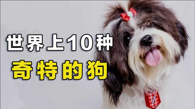 世界上最奇特的狗品种,冠毛犬上榜,粗毛猎犬长得像玩具!