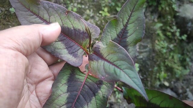 在农村这种非常漂亮的植物,它的名字叫花蝴蝶,你认识吗?