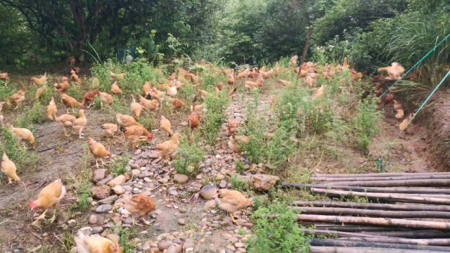 农村散养土鸡,看看有多野?4000只土鸡满山跑