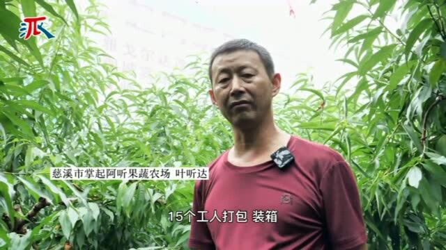 这种水果叫“柳条白凤”,最近人气有点旺